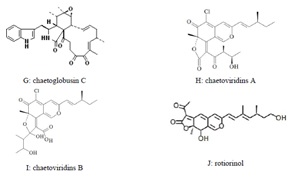 Nấm đối kháng Chaetomium